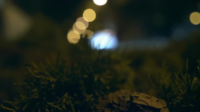 Close-up thuja branch with piece of bark stuck in it, swinging in the wind branch of evergreen bush against street of night city with ars traffic and bright lantern lights, defocused video with bokeh