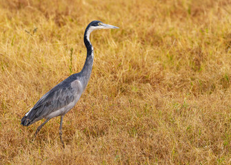 Black-headed heron Ardea melanocephala Ardeidae side view profile Ol Pejeta Conservancy walking on grass Kenya East Africa