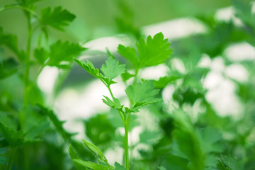 parsley growing close-up background texture