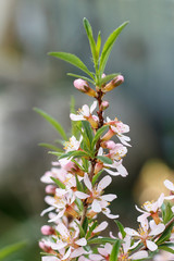 Pink flowers of almond on a branch with leaves. Spring.