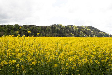 Raps field