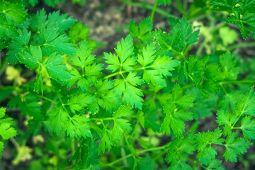 parsley fresh greens spice background texture