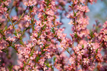almond flowers in spring