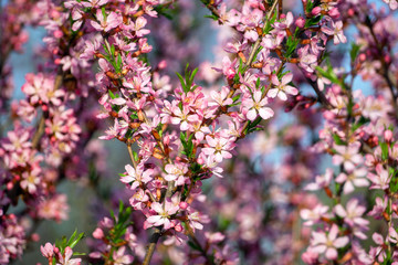almond flowers in spring
