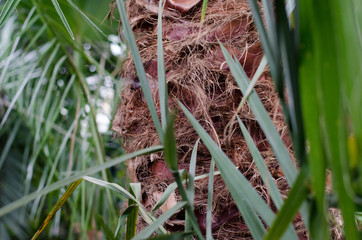 palm tree stem among the greenery
