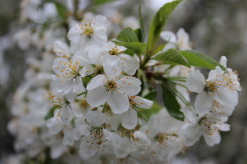 Obraz premium Природа 