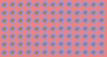 blue daisy background. spring background. trimmed real flower. Colorful background.