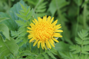 Природа 