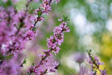 purple flowers in garden in spring