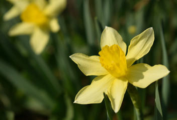 bloom a single flower of Narcissus