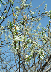 The branches of the Apple tree in bloom