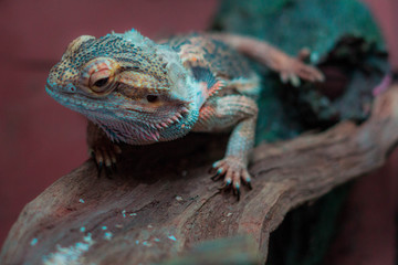 bearded dragon looking to the left