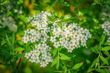 Blooming spirea on a spring