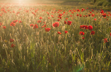 Fototapeta na wymiar Spingtime landscape with wild red poppy flowers