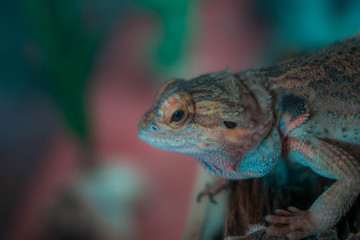 bearded dragon perched and looking around