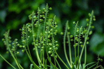 Seed buds on the Muscari plant