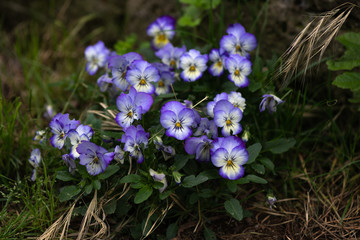 Wild Purple Pansy flowers in the garden