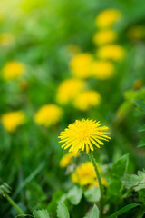Dandelions on a blurred background