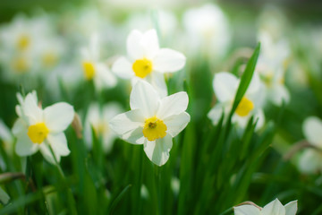 Spring flower narcissus