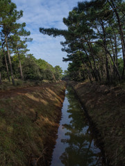 Landscape inside the pine forest