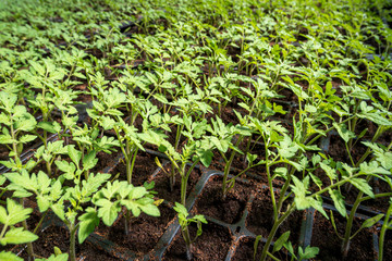 Commercial tomato seedlings in trays