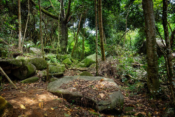 Footpath in tropical rainforest
