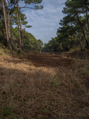 Red soil trail in the forest