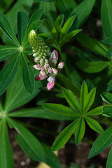 Lupinus starting to flower