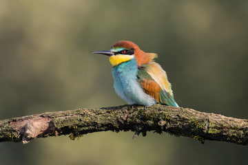 Portrait of isolated bee eater at sunrise (Merops apiaster)