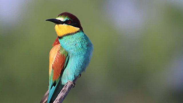 beautiful colorful bee-eater bird sitting on a branch