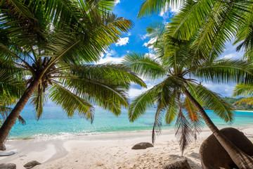 Palm trees over tropical beach