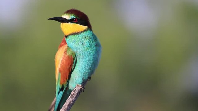 bee-eater beautiful colorful bird sitting on a branch