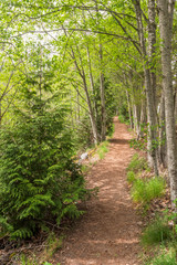 Fototapeta premium View at Trail in Park. Vancouver, Canada.