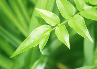 ジャスミンの葉