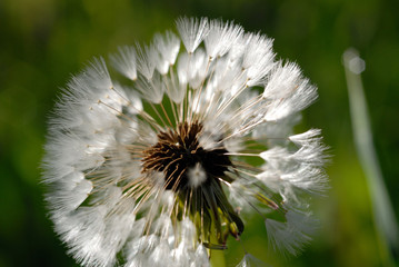 Field dandelion in spring season closeup. Shallow depth of field