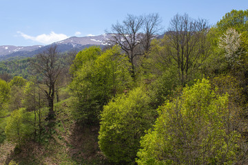 Fototapeta na wymiar Wild forest trees in spring