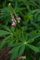 Lupinus starting to flower