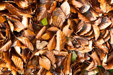 autumn leaves background
