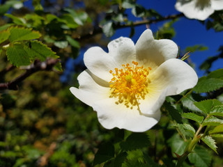 Rosa canina