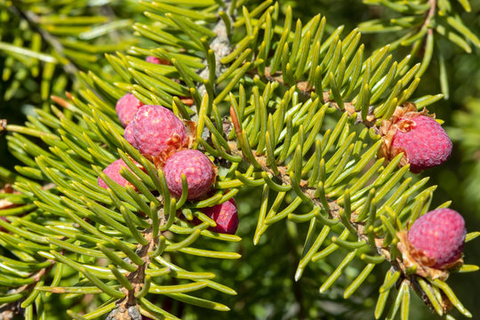 Picea abies, Norway spruce branch with red flower buds, Finland