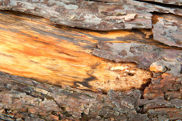Weathered tree bark