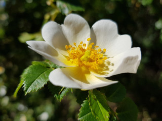Rosa canina