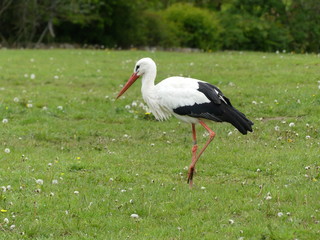 Stork in meadow stands on one leg