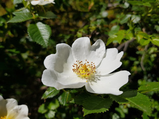 Rosa canina