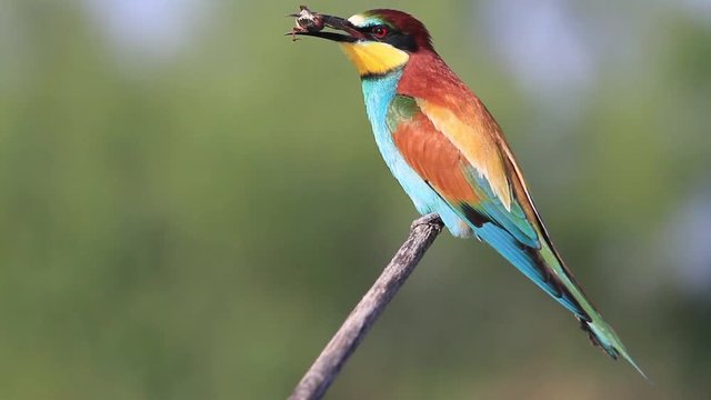 bee-eater eats a cockchafer sitting on a branch