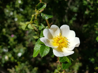 Rosa canina