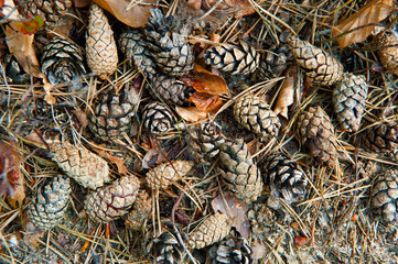 Pine cones in the woods