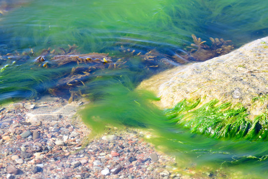 Algen und Seetang in der Str&ouml;mung der Ostsee