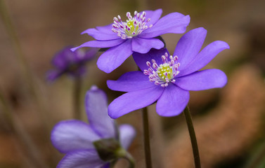 Rare flowers of an endangered species of the buttercup family Nepatika in their natural habitat in the forest