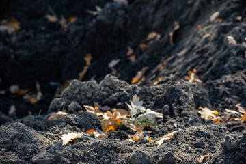 Excavation ground with autumn dry leaves